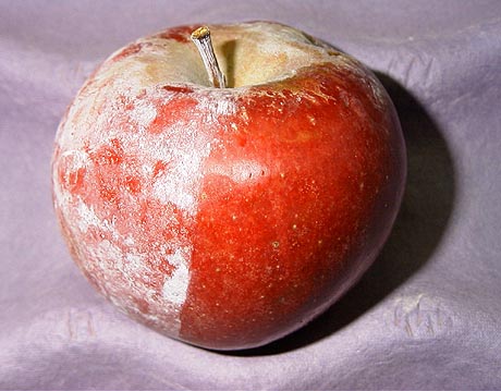 انواع کپک های روی سیب