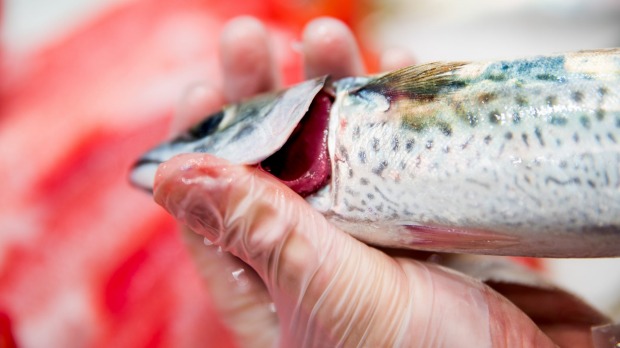 شیوه صحیح تشخیص ماهی سالم از ماهی کهنه و فاسد